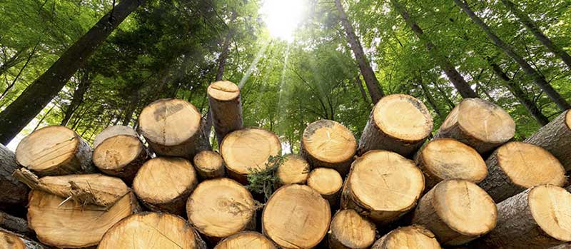 木材生物量能量